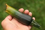 Tips To Identify Rotten Zucchini